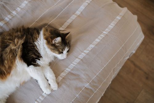 Free Fluffy long-haired cat lying peacefully on a striped bed indoors. Stock Photo