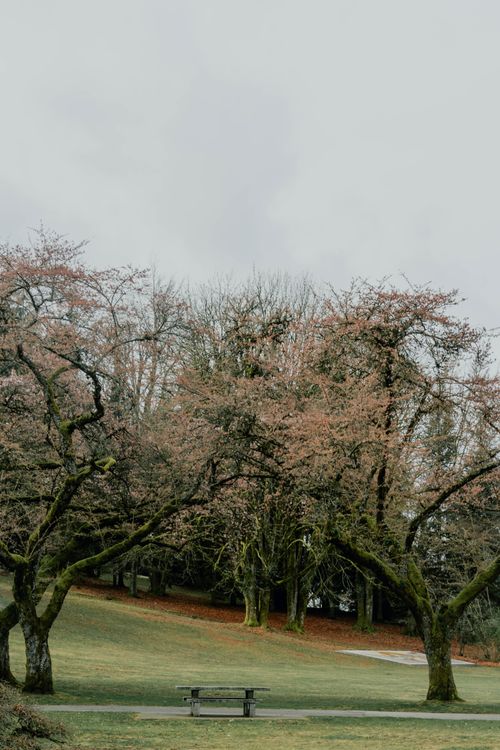 Free A peaceful park in Burnaby, BC with blossoming trees and a solitary bench, perfect for relaxation. Stock Photo