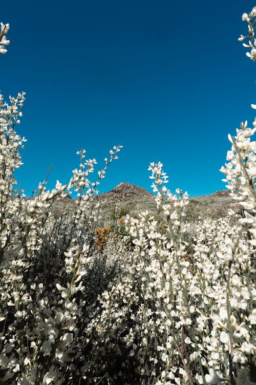 Gratis stockfoto met witte bergbloemen, witte bloemen