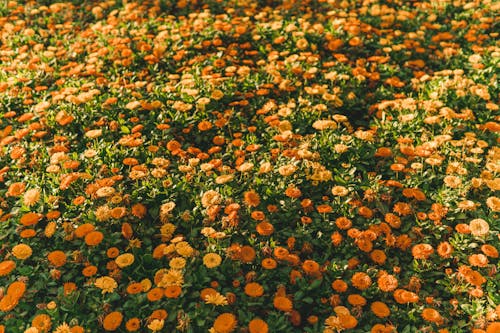 A field of orange and yellow flowers