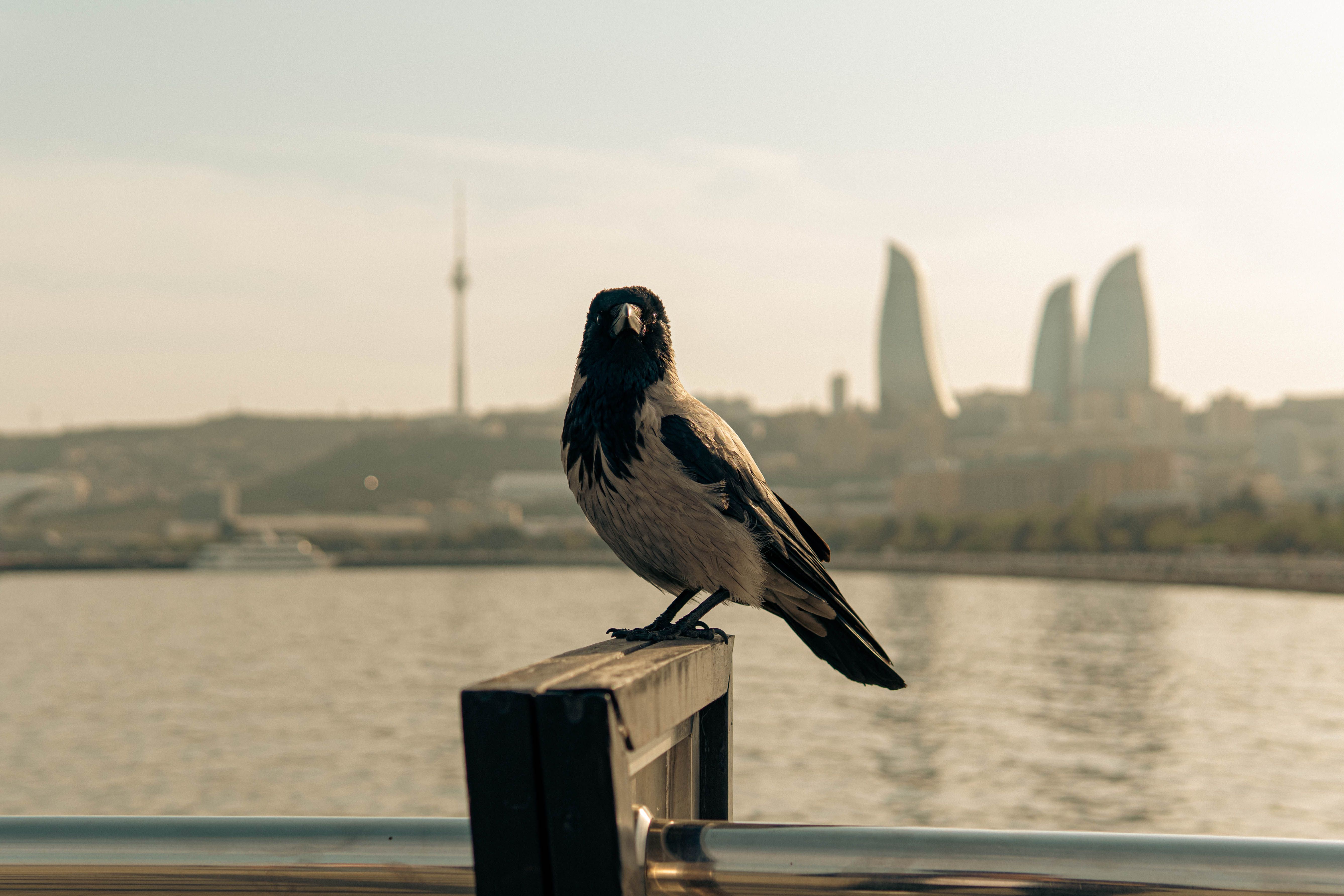 Crows Nest