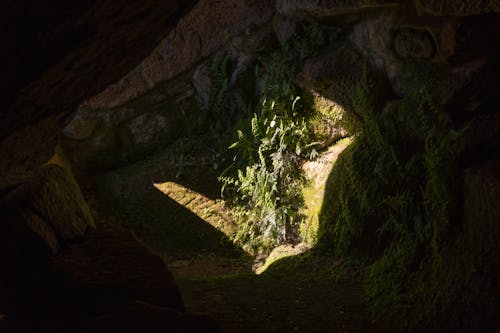 洞穴, 草 的 免费素材图片