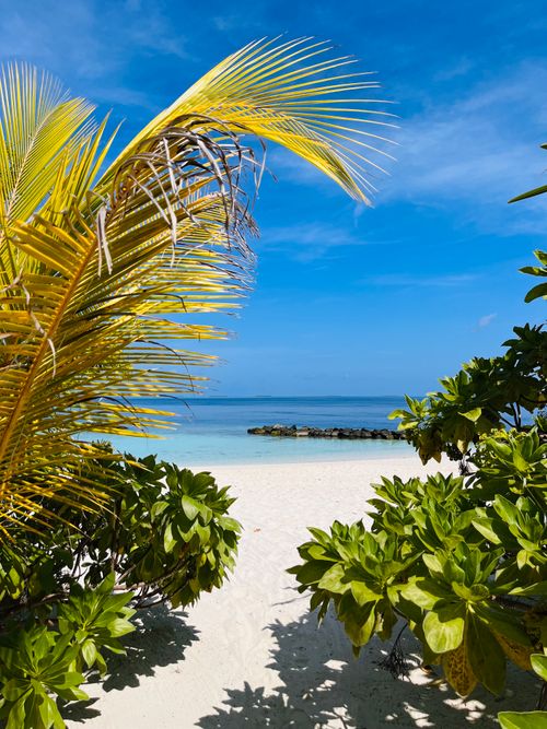 Free Discover a tranquil tropical beach scene with lush palm trees and a pristine shoreline under a bright blue sky. Stock Photo