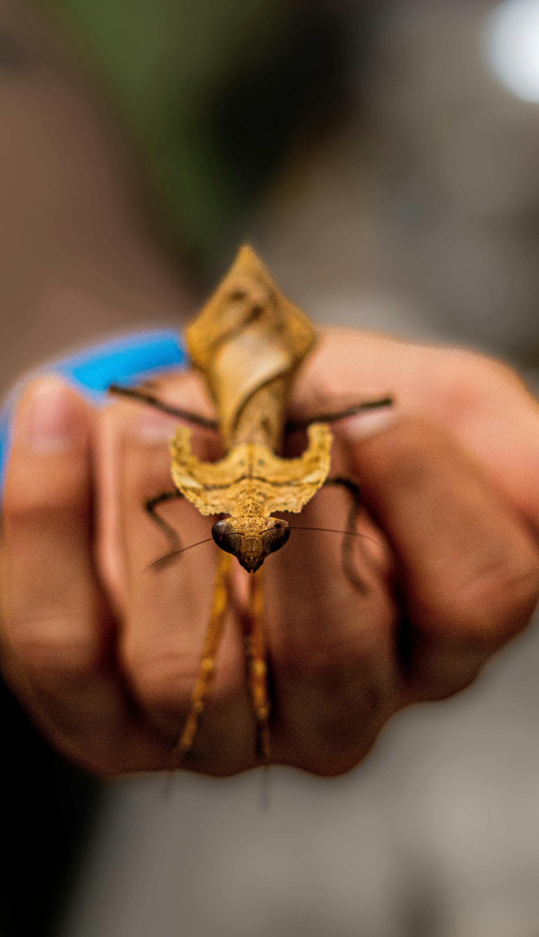 Man Hand Holding Insect · Free Stock Photo