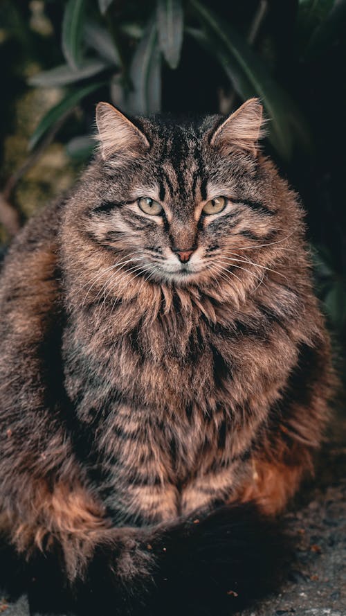 Základová fotografie zdarma na téma dívání, divočina, domácí