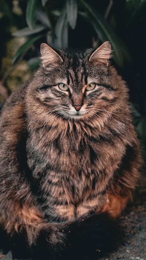Free Beautiful tabby cat with lush fur sitting calmly outdoors in İstanbul, Türkiye. Stock Photo