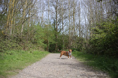 dog, forest, pet içeren Ücretsiz stok fotoğraf