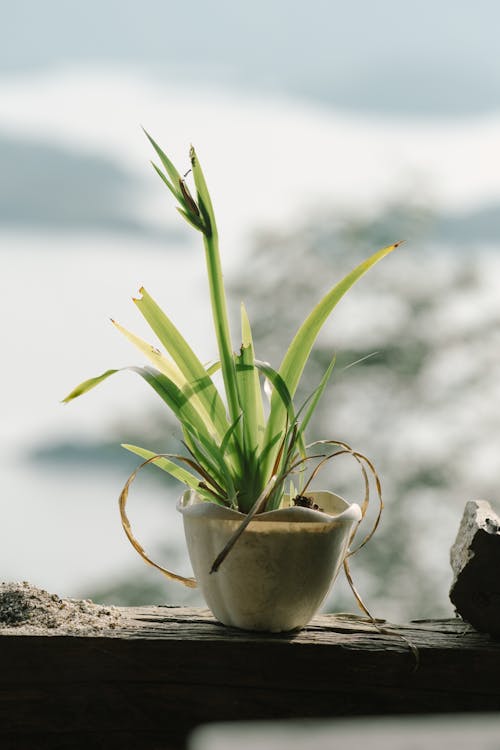 仙人掌, 土, 增長 的 免费素材图片