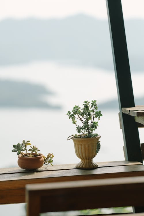 Two potted plants sit on a table near a lake