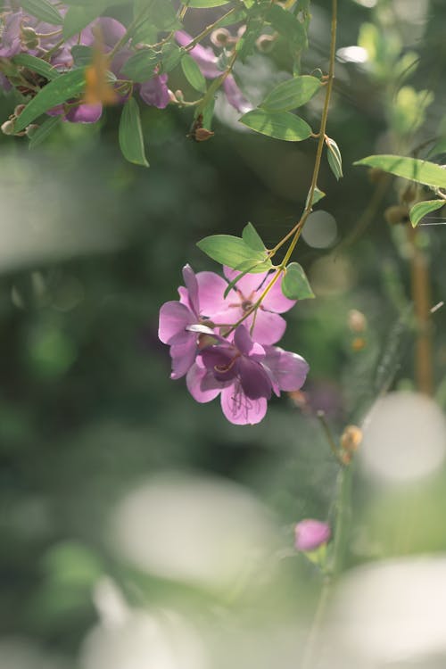 A purple flower is growing on a tree branch