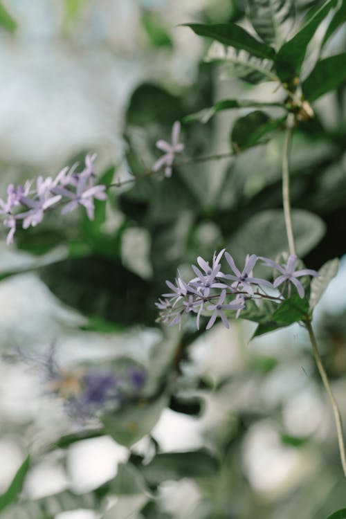 A close up of purple flowers on a plant