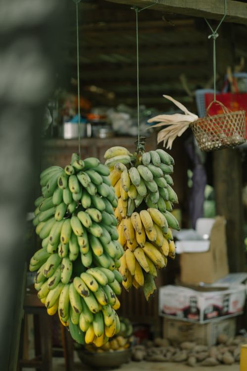 Free Colorful display of bananas hanging at a rustic market stall, showcasing fresh produce. Stock Photo