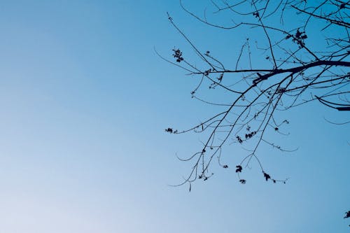 Immagine gratuita di bel cielo, cielo azzurro, corteccia di albero
