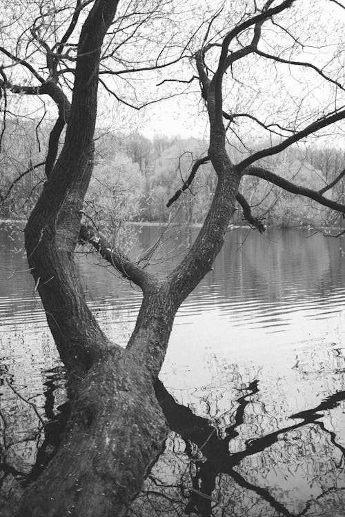 Black and white photograph of a tree by a lake