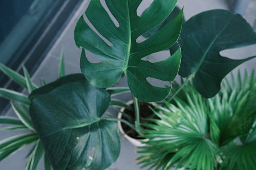 monstera