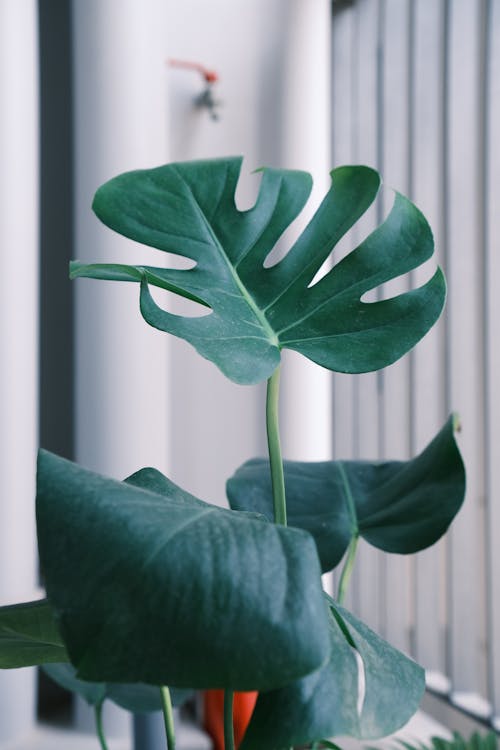 녹색 식물, 몬스테라, 수초의 무료 스톡 사진