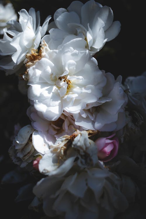 A close up of white flowers in a dark room