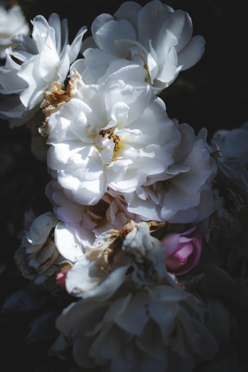 Free Beautiful white roses in focus against a dark background, highlighting natural elegance. Stock Photo