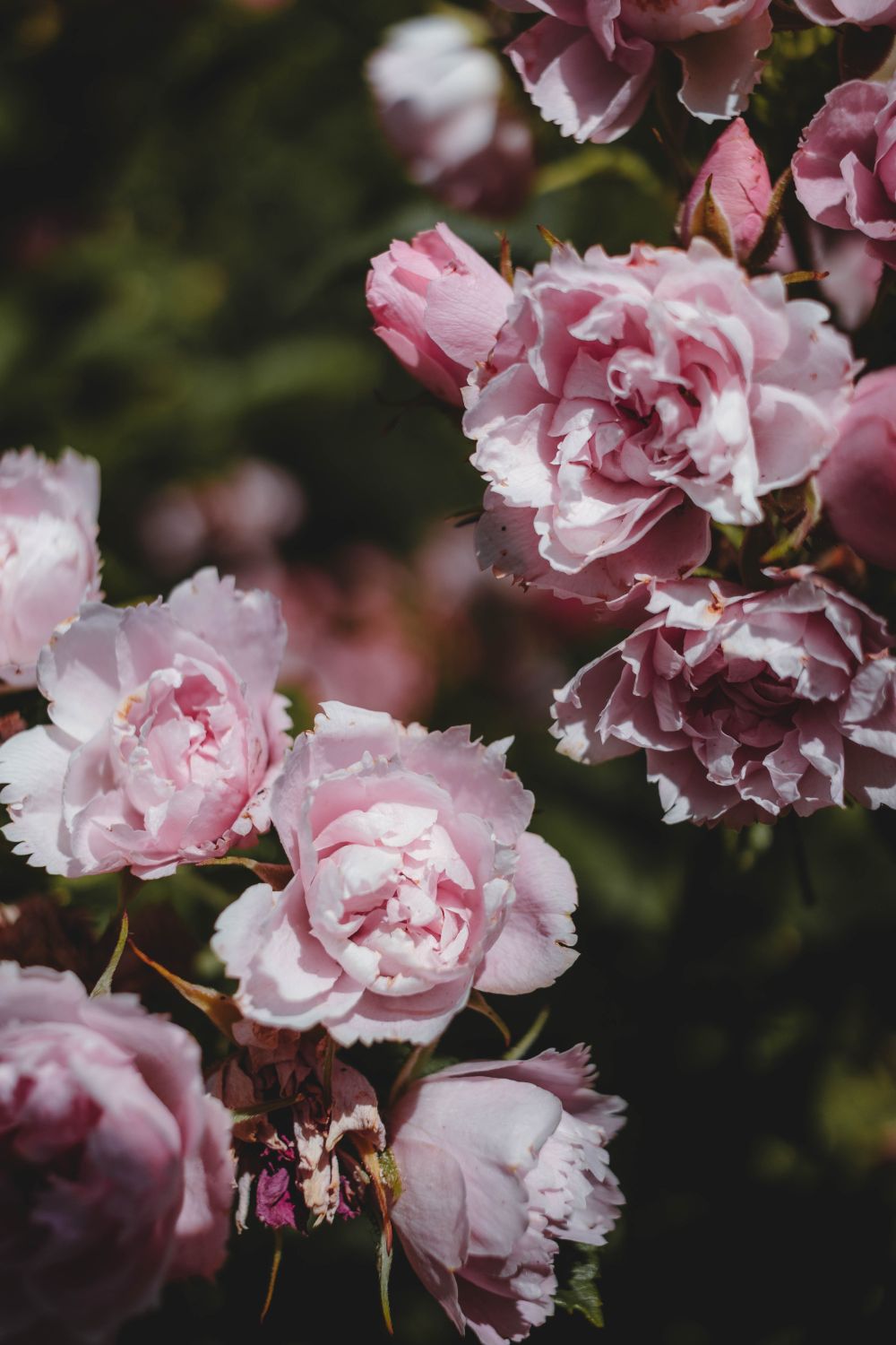 Pink Roses Natural Photography Pink Roses in Nature · Free Stock Photo