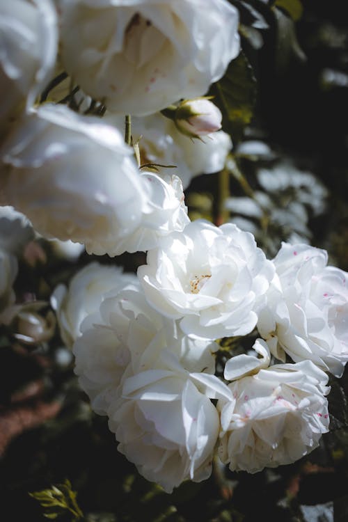 A close up of white roses in a garden