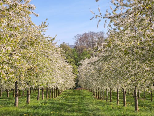 Kostnadsfri bild av äppelträd, äpple, blad