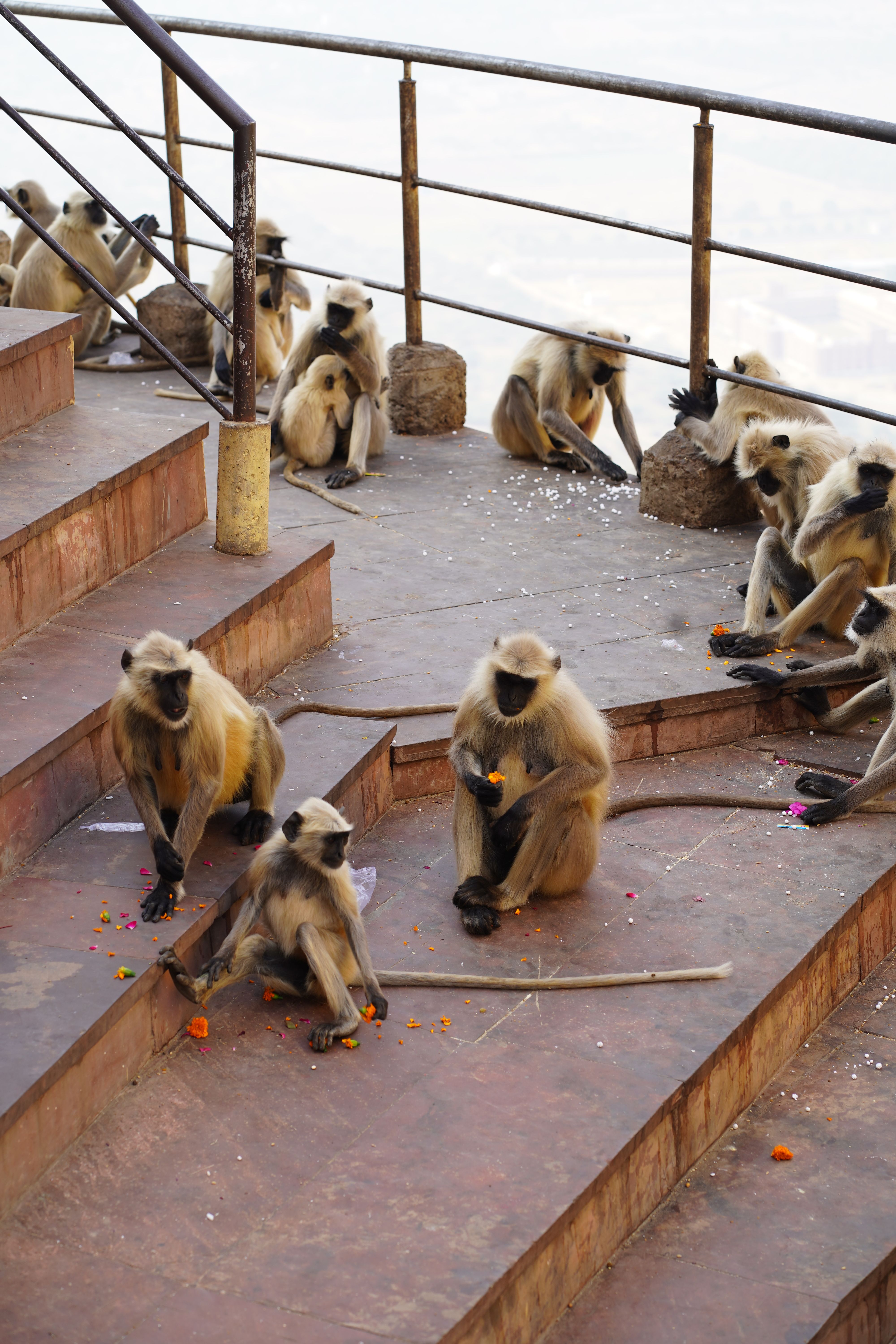 A group of langur monkeys gather on urban stairs, highlighting wildlife adaptation.