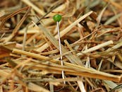 Pin Images