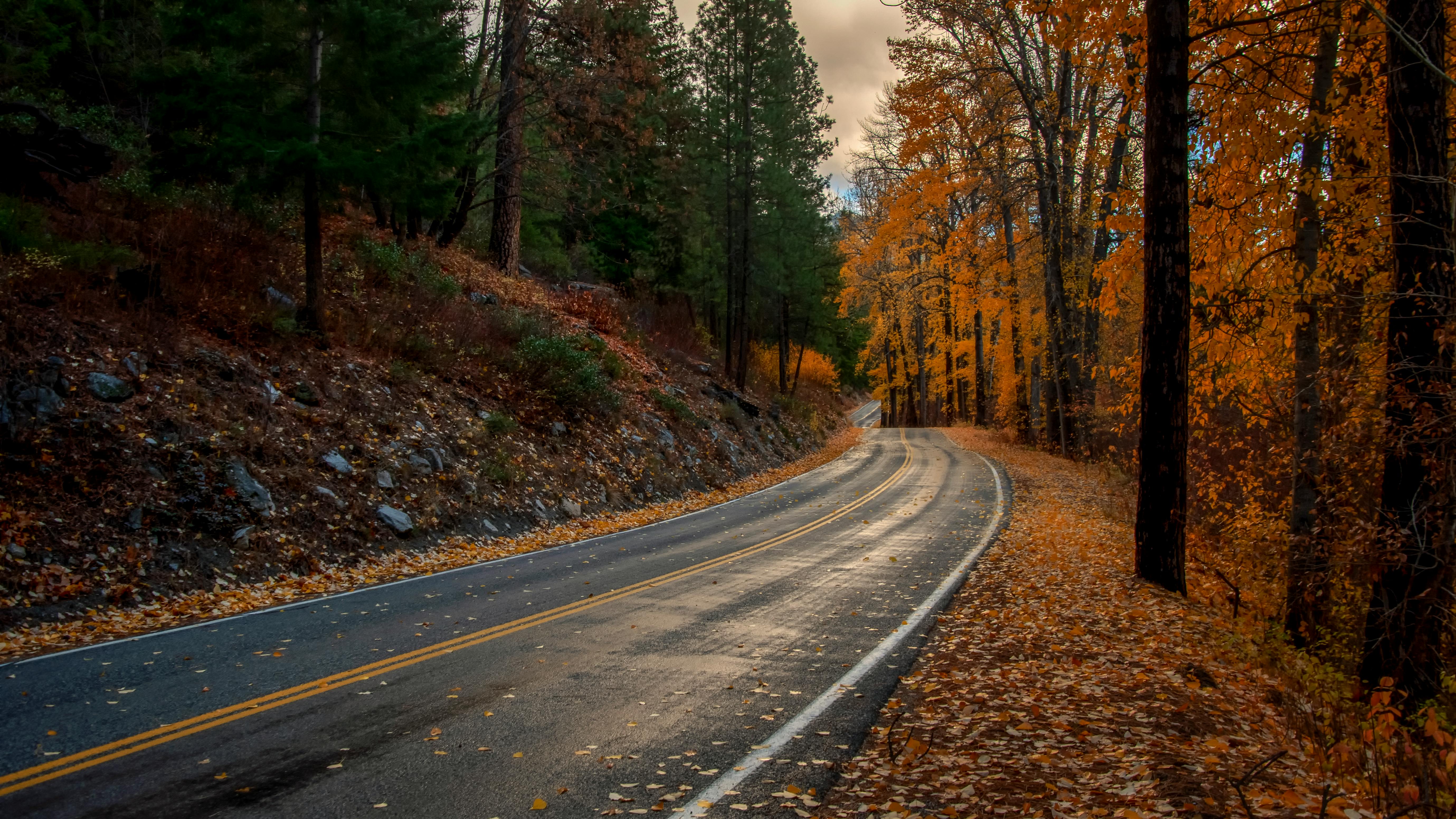 Free stock photo of fall, leaves, road