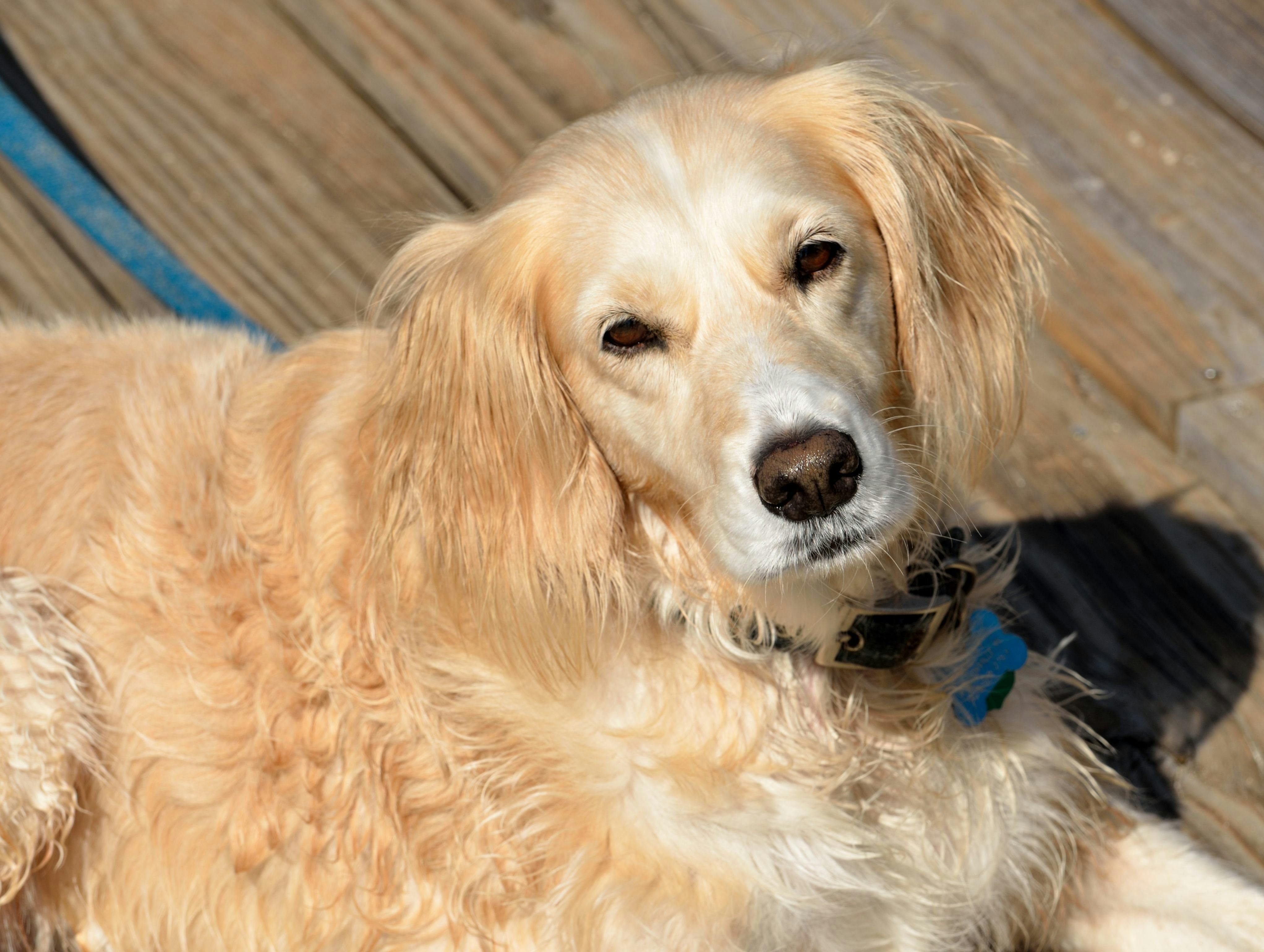 Stacy recommends best of Adult golden retriver Orte recommends Swingers who love bukkake