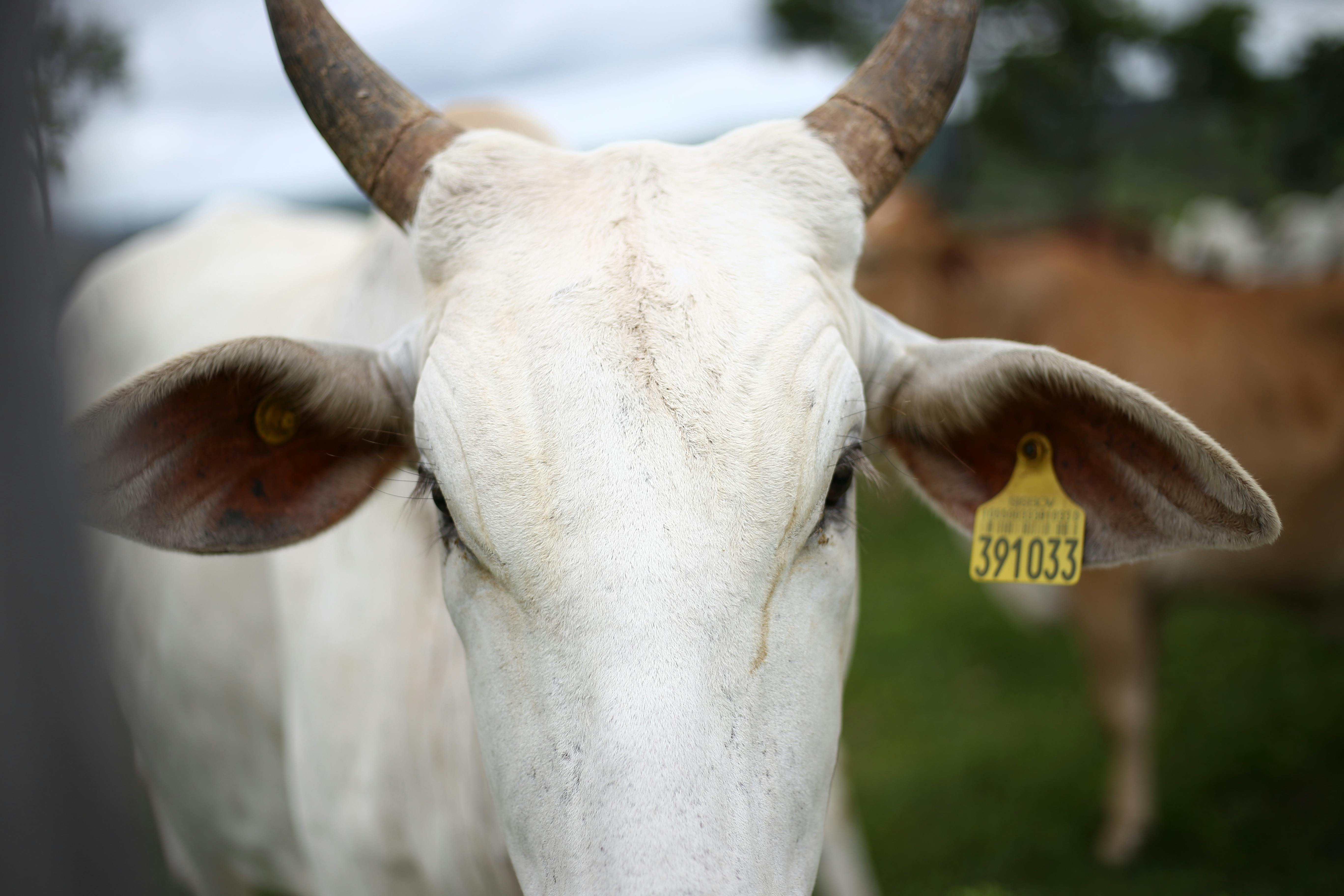 Foto profissional gratuita de animais da fazenda, boi, chifre