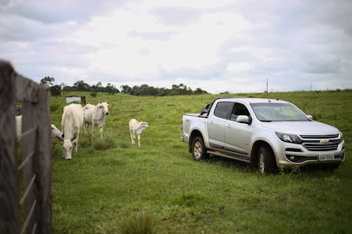 Foto stok gratis banteng, binatang ternak, chevrolet