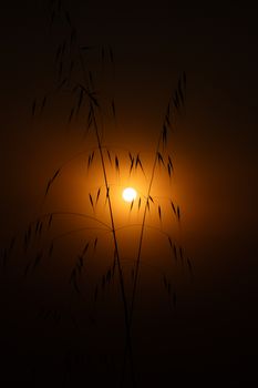 A beautiful silhouette of tall grass outlined against a vibrant sunset, creating a dramatic natural scene.