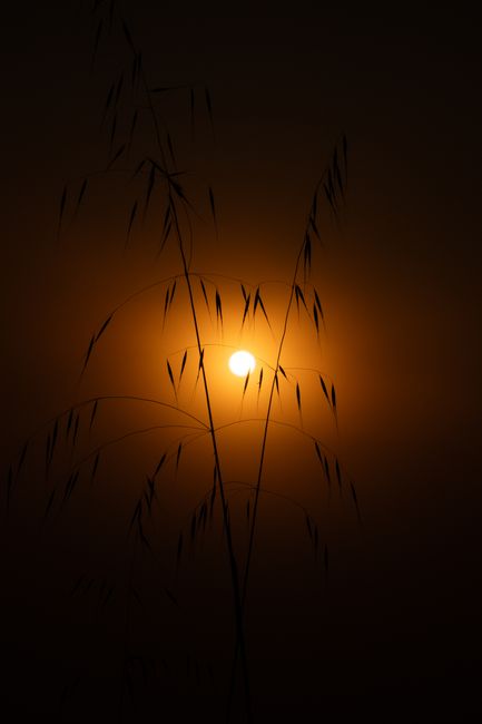 A beautiful silhouette of tall grass outlined against a vibrant sunset, creating a dramatic natural scene.