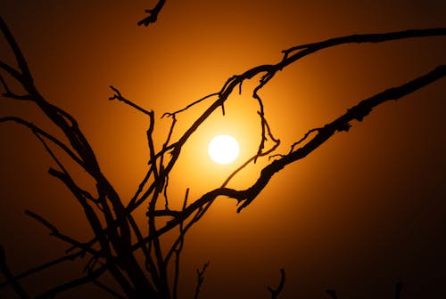 The sun is setting behind a tree branch