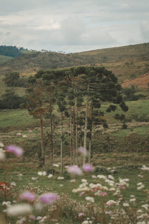 Foto d'estoc gratuïta de a l'aire lliure, arbres, camp