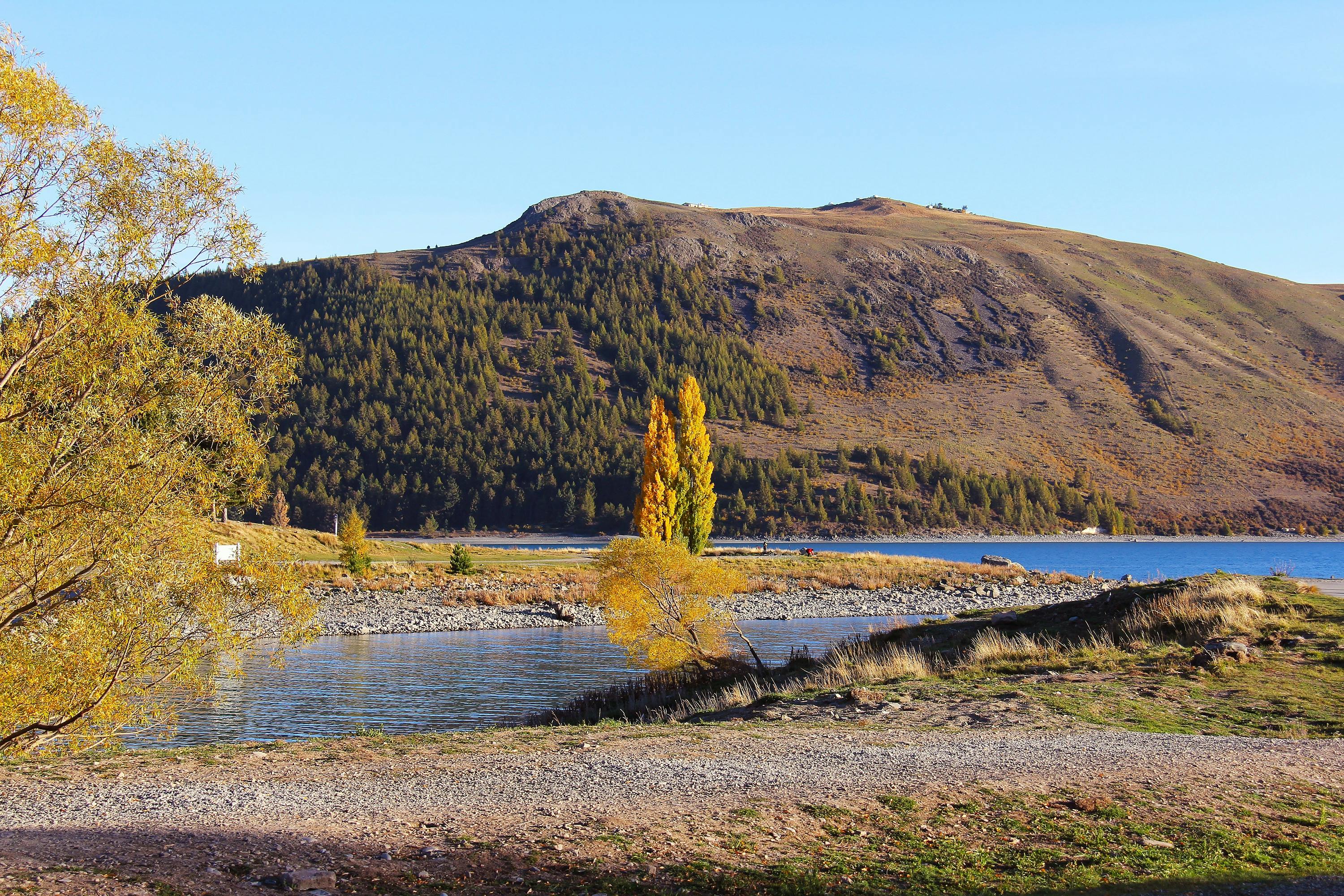 yellow tree on lake with brown mountain background photo