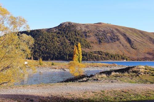 Желтое дерево на озере с коричневой горой на фоне фото