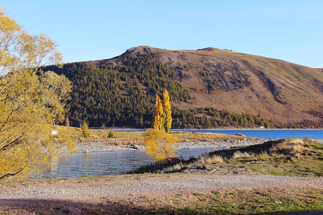 Gratuit Arbre Jaune Sur Le Lac Avec Fond De Montagne Brune Photos