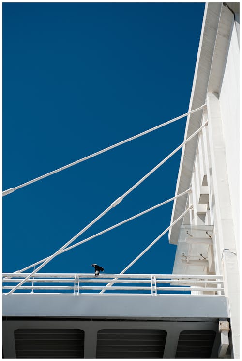 Fotos de stock gratuitas de ave volando, bloque de color, cielo azul