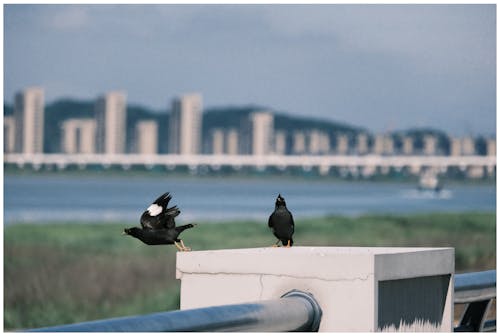 Fotos de stock gratuitas de ave volando, despegar