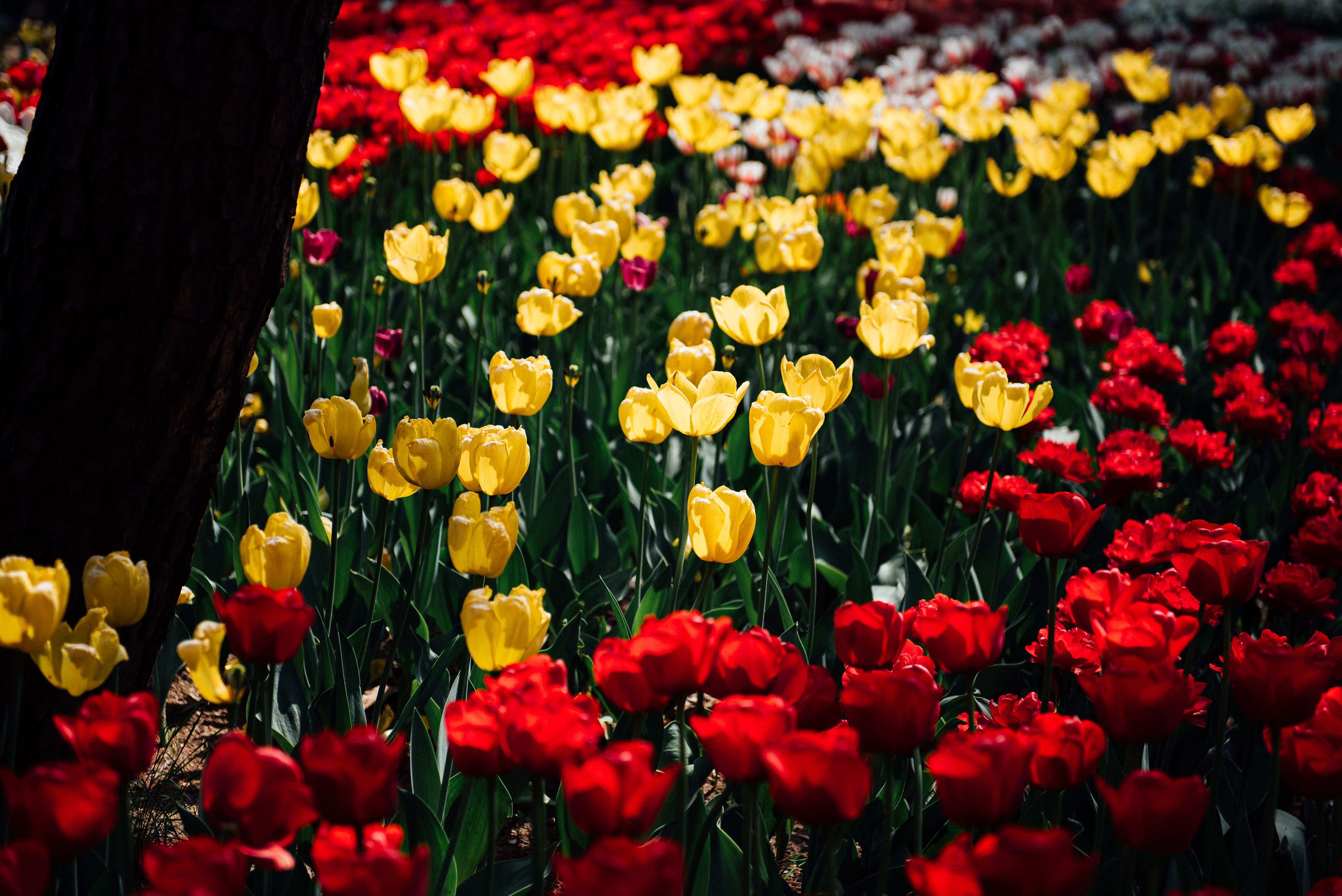 A field of red and yellow tulips · Free Stock Photo