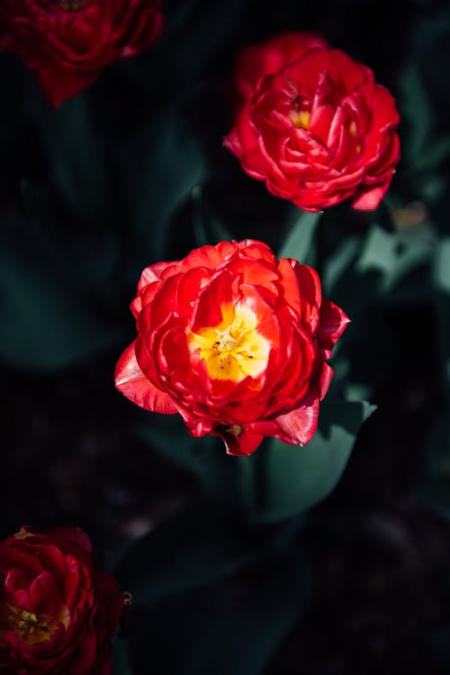 Red tulips in the dark with green leaves