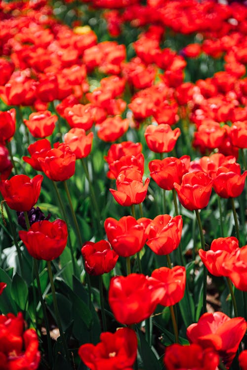 A field of red tulips with green leaves