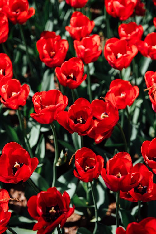 A close up of red tulips in a garden