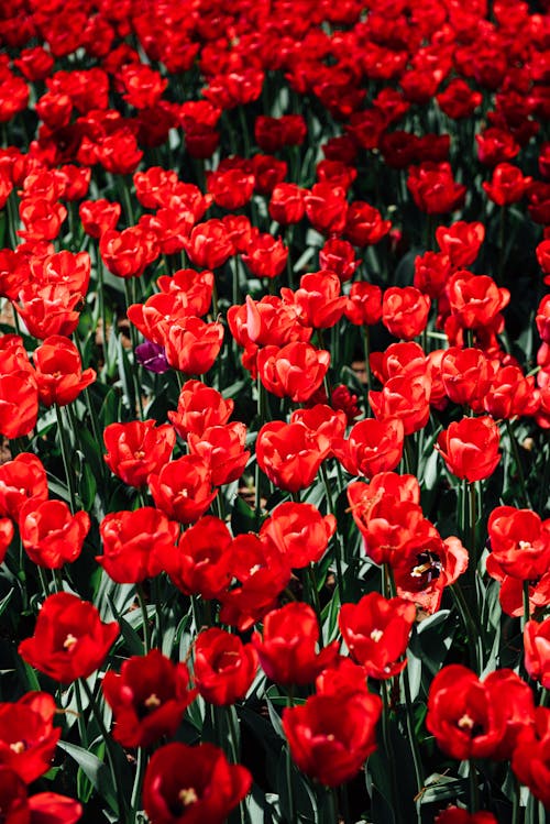 A field of red tulips in the spring