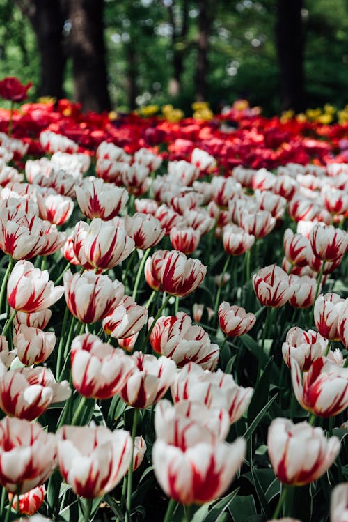 A field of red and white tulips
