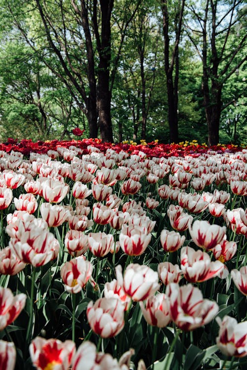 A field of white and red tulips