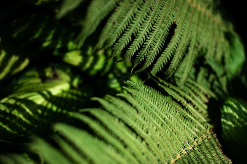A close up of fern leaves in the sun