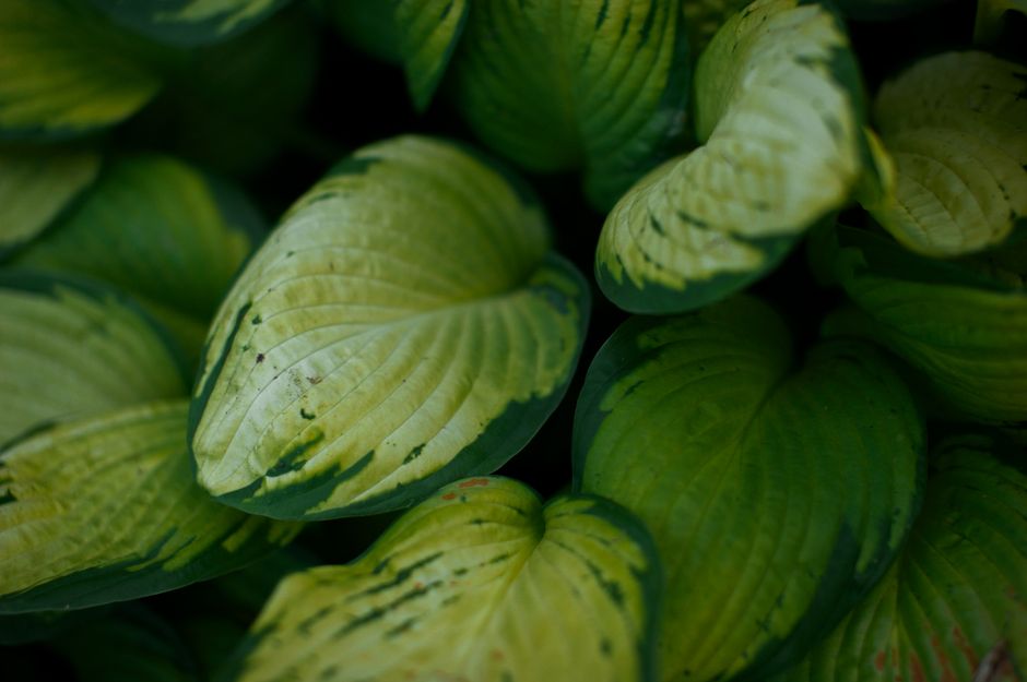 A close-up of vibrant green hosta leaves highlighting natural textures and patterns.