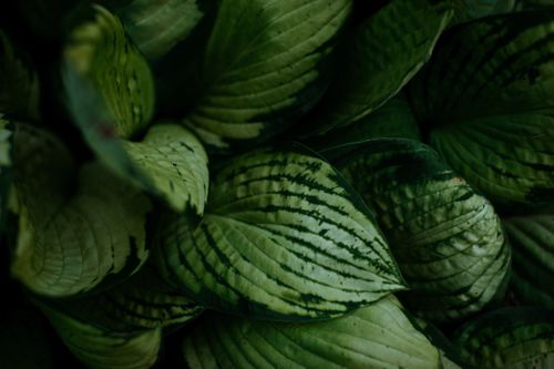 Free Close-up of lush green leaves with unique patterns, highlighting natural beauty. Stock Photo